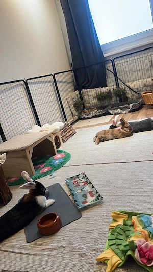 Drei liebe Kaninchen suchen gemeinsam ein neues Zuhause   nur zusammen Bild 7