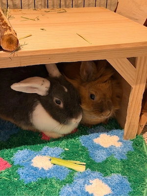 Drei liebe Kaninchen suchen gemeinsam ein neues Zuhause   nur zusammen Bild 4