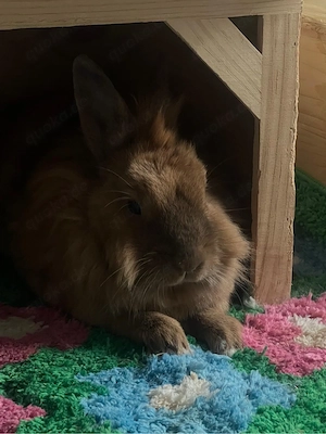 Drei liebe Kaninchen suchen gemeinsam ein neues Zuhause   nur zusammen Bild 2