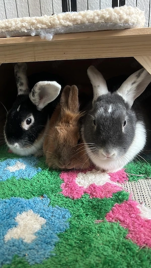 Drei liebe Kaninchen suchen gemeinsam ein neues Zuhause   nur zusammen Bild 5