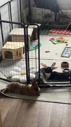 Drei liebe Kaninchen suchen gemeinsam ein neues Zuhause   nur zusammen Bild 6