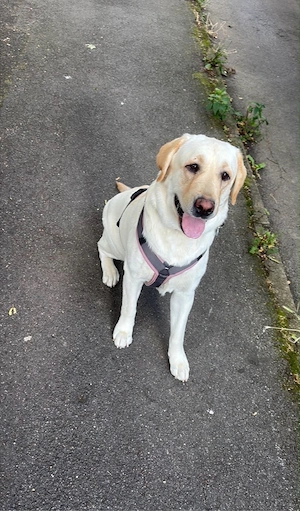 Liebevolle Labrador-Hündin Mia (18 Monate) sucht ein neues Zuhause!
