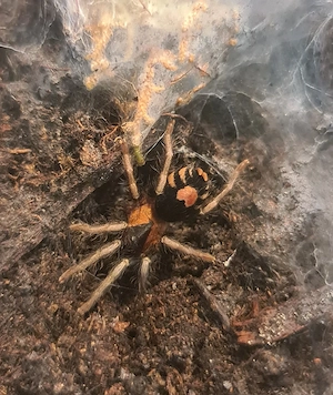 Cyriocosmus elegans Vogelspinnen
