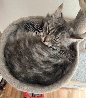  Liebevolle Maine-Coon-Kitten suchen ihr Zuhause 