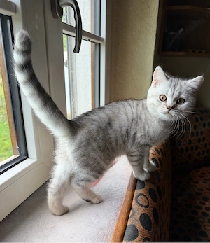 Britisch Kurzhaar (BKH) Kitten, reinrassig, ab 04.09.2026