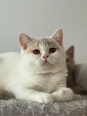 Wunderschöne BKH Kitten