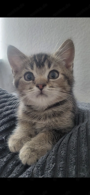 Sofort abgabebereit. Britisch Kurzhaar (BKH) Kitten suchen ein liebevolles Zuhause