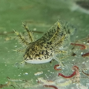 Axolotl junge Larven 