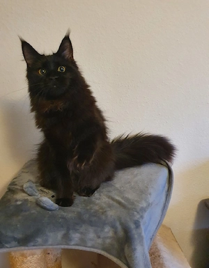 katze Mainecoon 