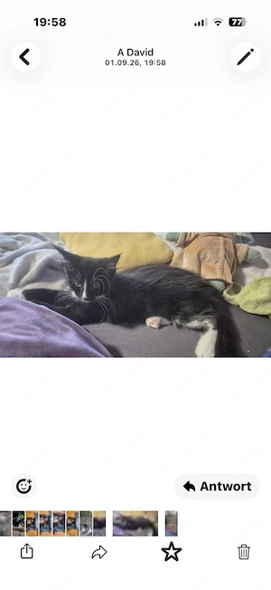 Katzenmädchen und Bruder 