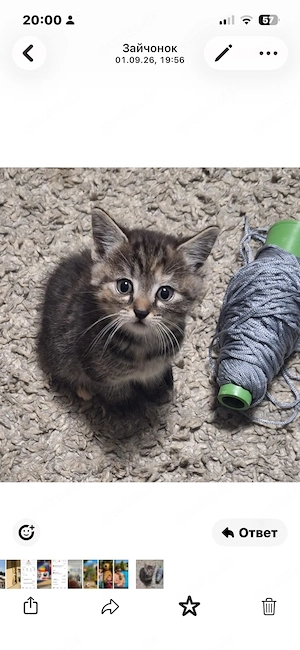     3 süße Katzenbabys suchen ein liebevolles Zuhause .