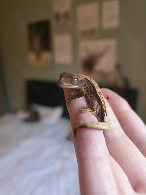 Kronengecko Baby Brown Harlequin Pinstripe 