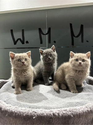 BKH Katzen 