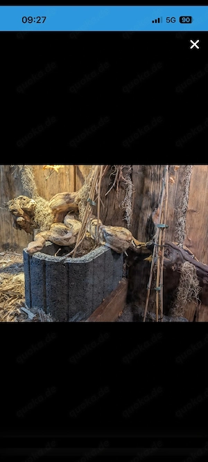 Boa constrictor 