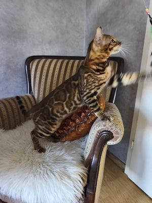 Wunderschöne Kitten suchen ein liebevolles Zuhause Bild 10