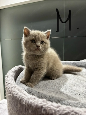 BKH Katzen 