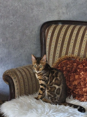 Wunderschöne Kitten suchen ein liebevolles Zuhause Bild 2