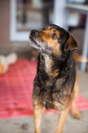 Rikki sucht sein Lebensplatz 