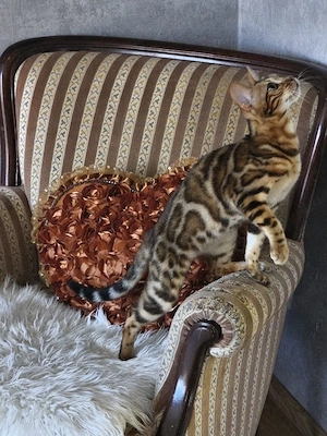 Wunderschöne Kitten suchen ein liebevolles Zuhause Bild 8