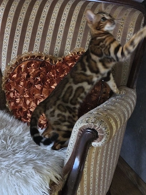 Wunderschöne Kitten suchen ein liebevolles Zuhause Bild 9