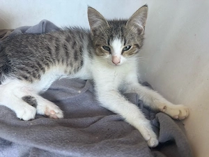 kleiner kater abzugeben 