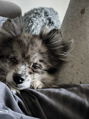 Kleiner Spitz Rüde 