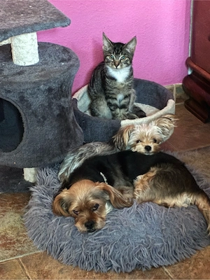 grau getigert kater 