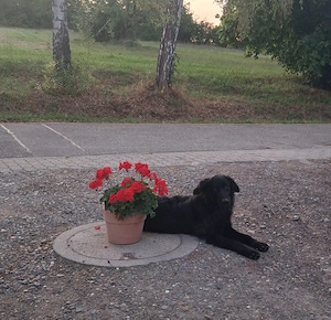 Altdeutsche Hütehunde