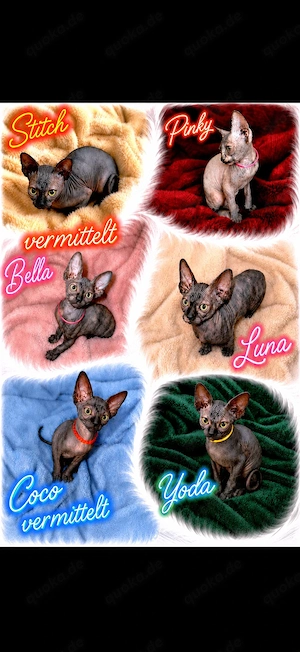 Unsere kleinen Sphynx-Babys suchen ihr Für-immer-Zuhause! 