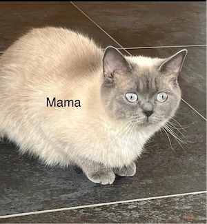 BKH Kitten abgabebereit (männlich)  Bild 9