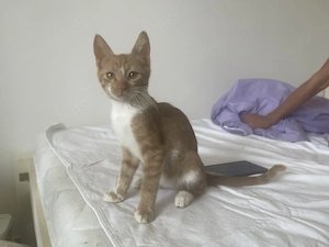 Ron   kleiner Kuschelkater sucht seine Familie