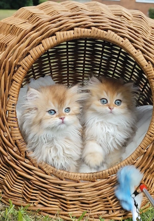 bkh blh kitten