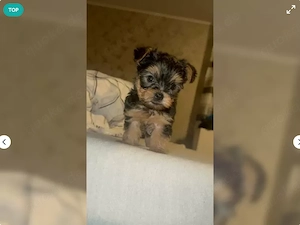 Yorkshire Terrier Welpen exklusiv
