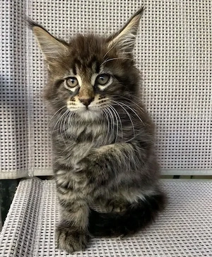 Wunderschönes reinrassiges Maine-Coon-Kätzchen sucht ein neues Zuhause