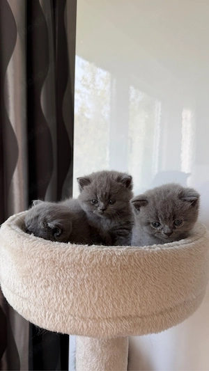 britisch kurzhaar kitten 
