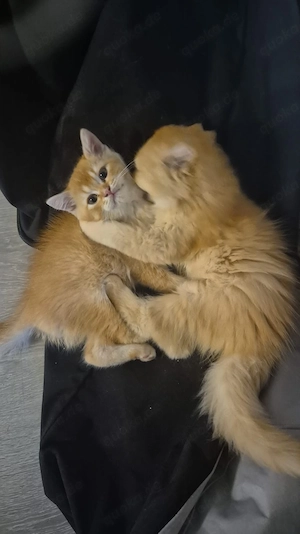 Reinrassige BKH  und Blh Kitten 