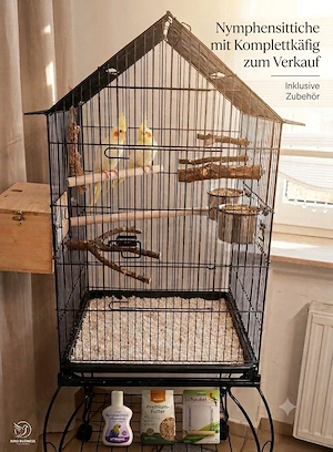 Schöne Vögel auf der Suche nach einem neuen Zuhause 