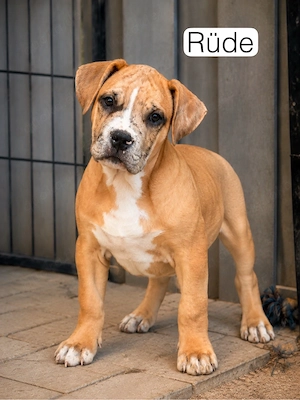 Noch 3 wundervolle XL Bully Welpen suchen ihre Herzensmenschen