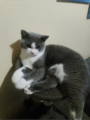 Baby Kater 