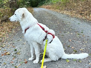 Liu sucht sein Zuhause