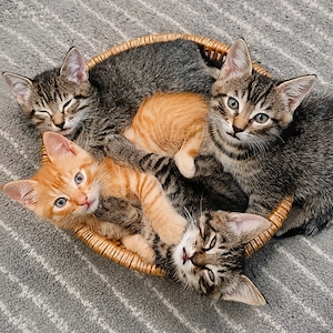 Vier charakterstarke Katzenbrüder suchen Zuhause mit Freigang