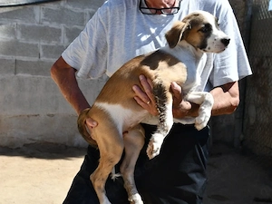 Poldo sucht sein Zuhause (noch auf Sardinien) Bild 4