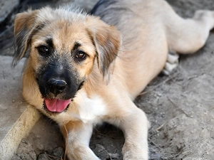 Pippo sucht sein Zuhause (noch auf Sardinien)