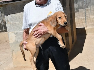 Pedrono sucht sein Zuhause (noch auf Sardinien) Bild 3