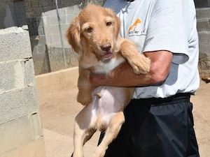 Pacco sucht sein Zuhause (noch auf Sardinien)