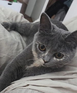 Bkh Kitten 