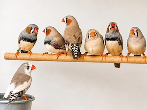 Zebrafinkengruppe 