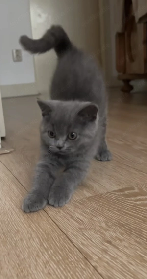 Männliche BKH-Katze