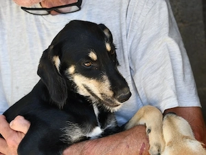 Luca sucht sein Zuhause (noch auf Sardinien)