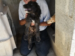 Lord sucht sein Zuhause (noch auf Sardinien)